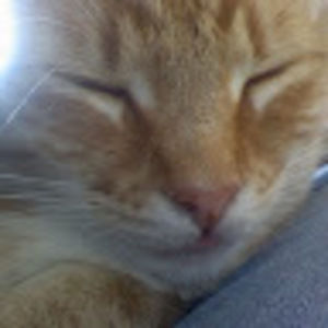 Meet your Posher, Kitty